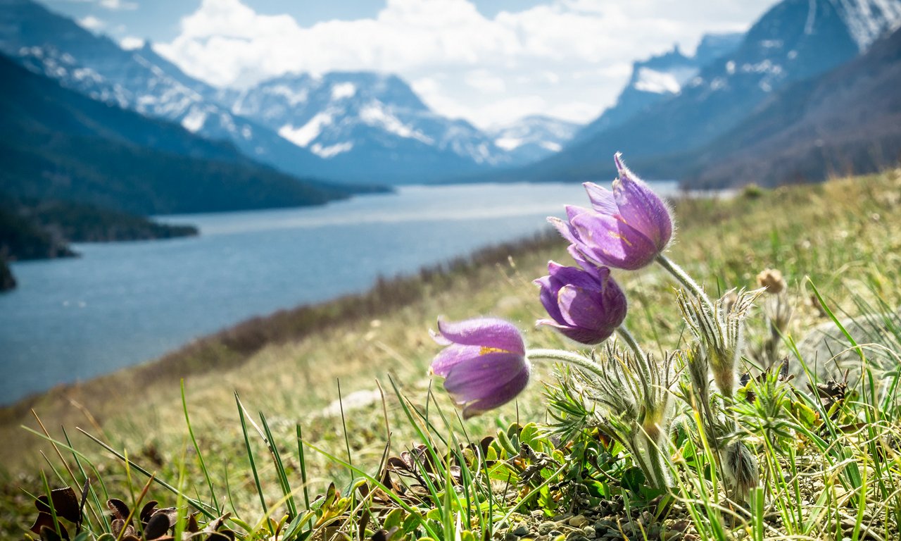 Purple wildflowers bloom in the foreground on a grassy hillside beside a large mountain lake. Snow-capped peaks rise dramatically in the distance under a partly cloudy sky. The scene captures the contrast between delicate flowers and rugged alpine landscape. Bright daylight enhances the vivid greens, blues, and purples, creating a fresh and serene atmosphere.