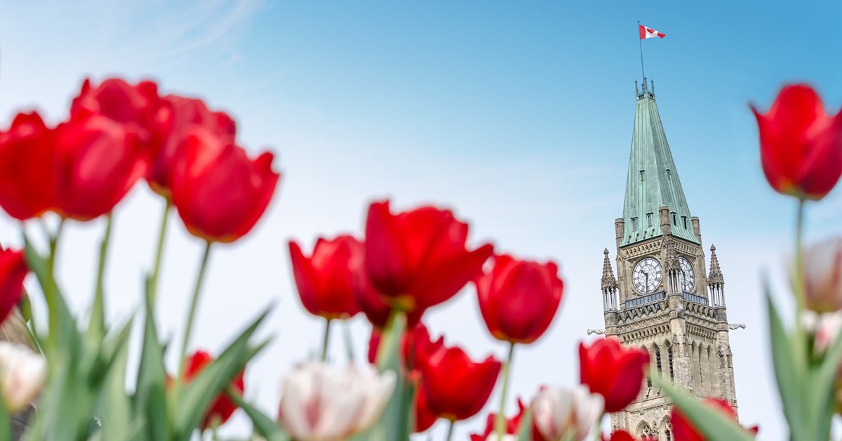 A photo of tulips in front of Parliament