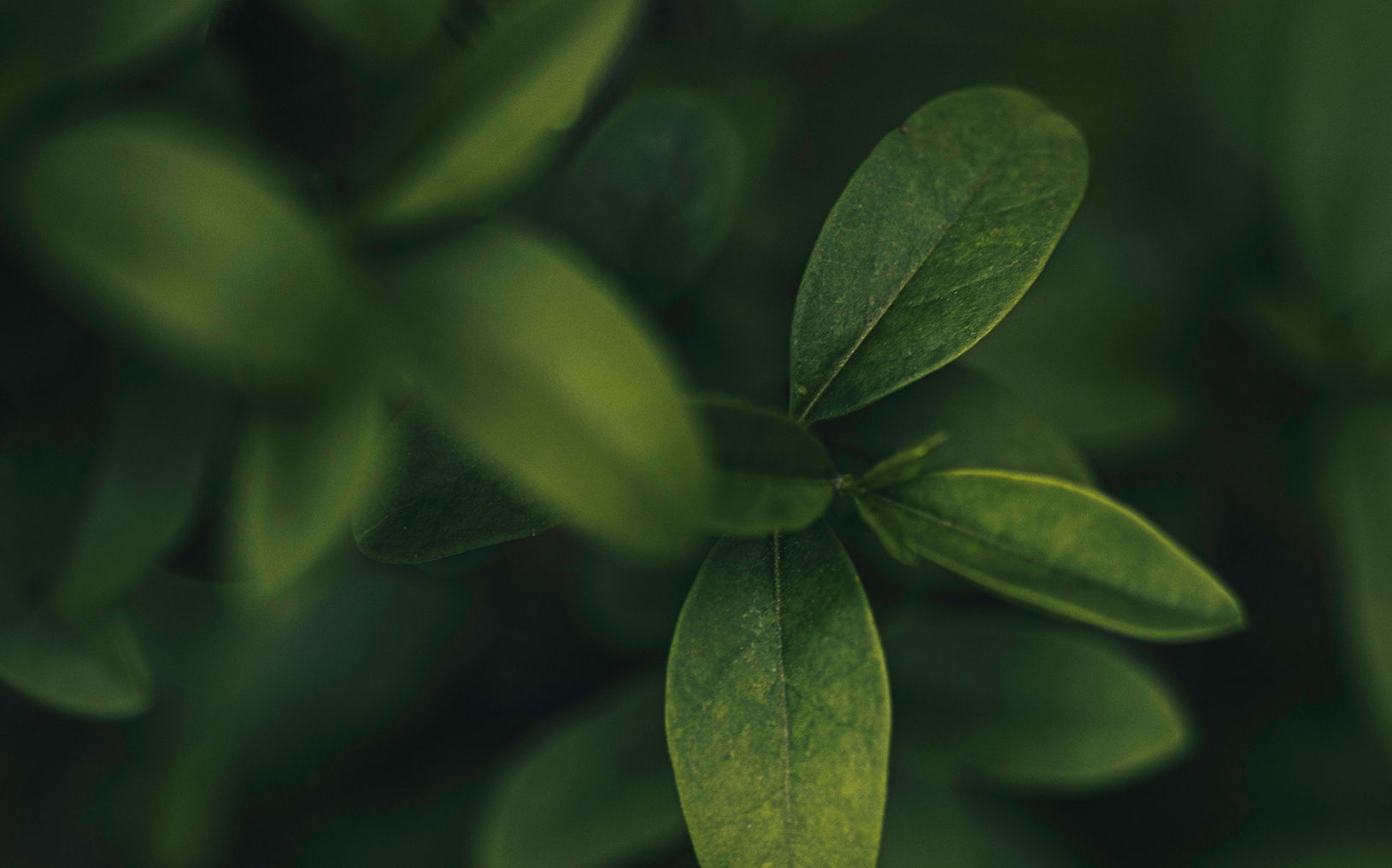Close-up leaves in deep green tones fill the frame, creating an intimate view of natural foliage. The image is shot with a shallow depth of field, leaving the background leaves softly blurred. Subtle lighting highlights the texture and veins of the foreground leaves. The overall composition feels calm, organic, and slightly moody.