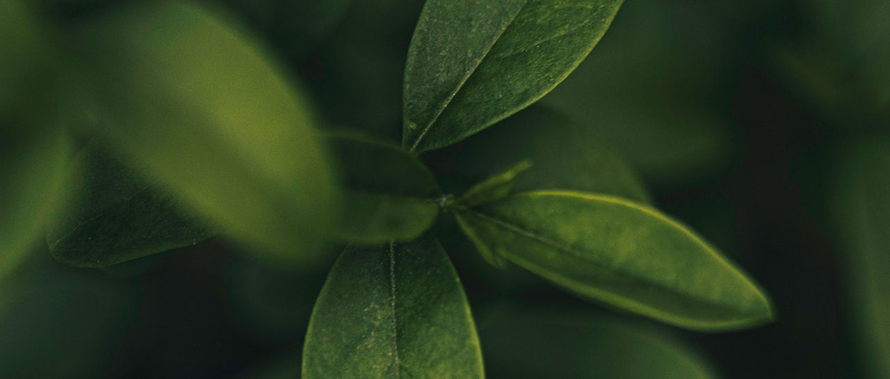Close-up leaves in deep green tones fill the frame, creating an intimate view of natural foliage. The image is shot with a shallow depth of field, leaving the background leaves softly blurred. Subtle lighting highlights the texture and veins of the foreground leaves. The overall composition feels calm, organic, and slightly moody.