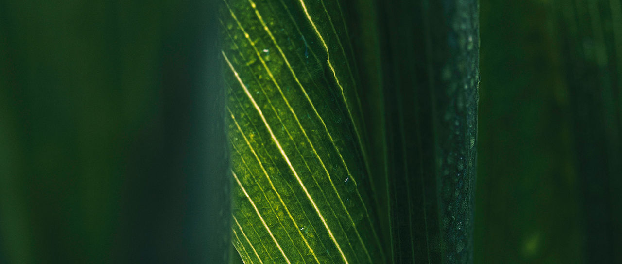 Macro photograph of lush green leaves with fine linear veins. Soft natural light highlights the central leaf while others fall into darker shadow. Tiny water droplets cling to the leaf surfaces, suggesting recent rain or morning dew. The overall scene feels tranquil and immersive, emphasizing texture and rich green tones.