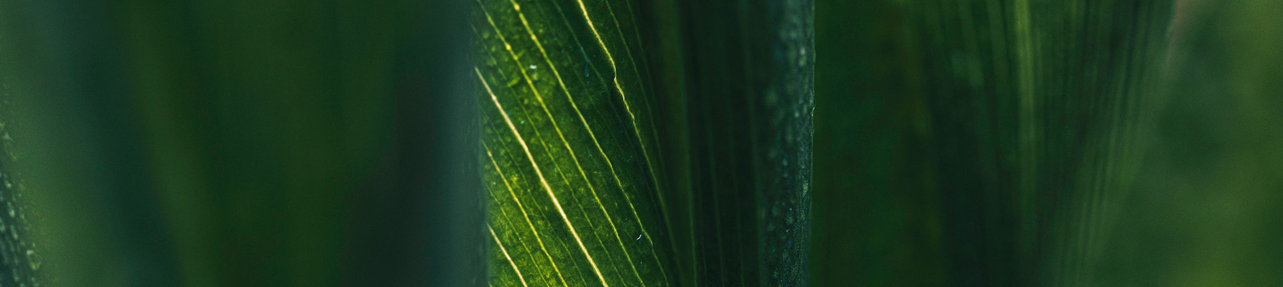 Macro photograph of lush green leaves with fine linear veins. Soft natural light highlights the central leaf while others fall into darker shadow. Tiny water droplets cling to the leaf surfaces, suggesting recent rain or morning dew. The overall scene feels tranquil and immersive, emphasizing texture and rich green tones.