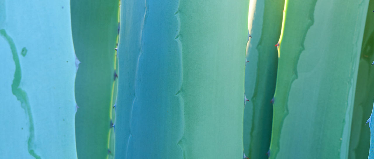 Close-up view of overlapping succulent leaves creates an abstract, graphic composition. The leaves display smooth surfaces with subtle ridges and wavy edges. Cool blue and green tones dominate the image, with soft gradients of light and shadow. The overall effect is calm, minimal, and nature-focused.