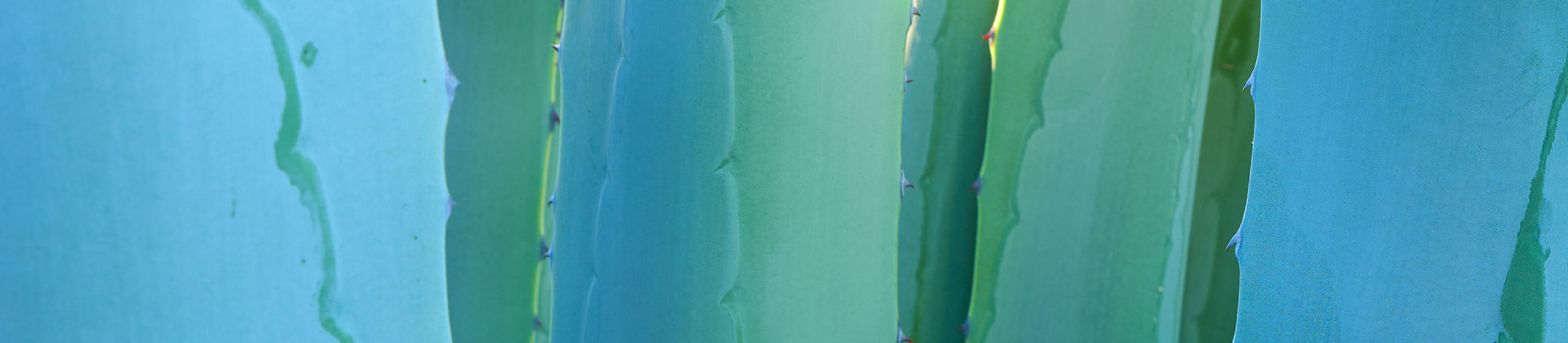 Close-up view of overlapping succulent leaves creates an abstract, graphic composition. The leaves display smooth surfaces with subtle ridges and wavy edges. Cool blue and green tones dominate the image, with soft gradients of light and shadow. The overall effect is calm, minimal, and nature-focused.