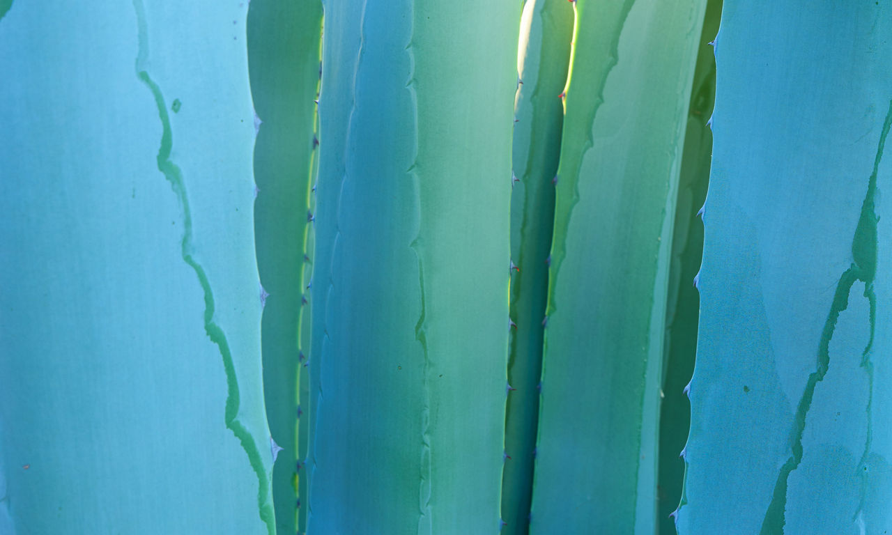 Close-up view of overlapping succulent leaves creates an abstract, graphic composition. The leaves display smooth surfaces with subtle ridges and wavy edges. Cool blue and green tones dominate the image, with soft gradients of light and shadow. The overall effect is calm, minimal, and nature-focused.