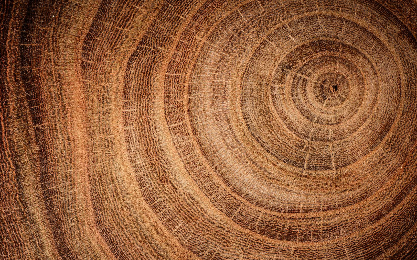 Detailed close-up of a tree trunk cross-section showing concentric growth rings. The image highlights the natural wood grain texture with varying shades of brown and tan. Fine lines and cracks radiate from the center, emphasizing the organic pattern. The overall composition creates an abstract, nature-inspired background.