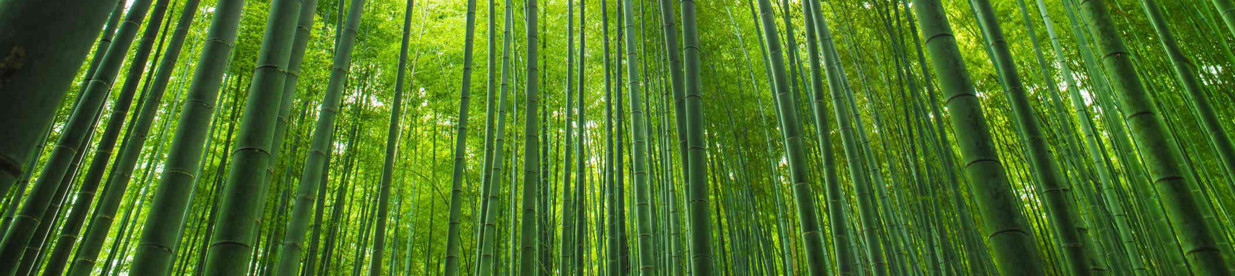 Bamboo grove, bamboo forest at Arashiyama, Kyoto, Japan