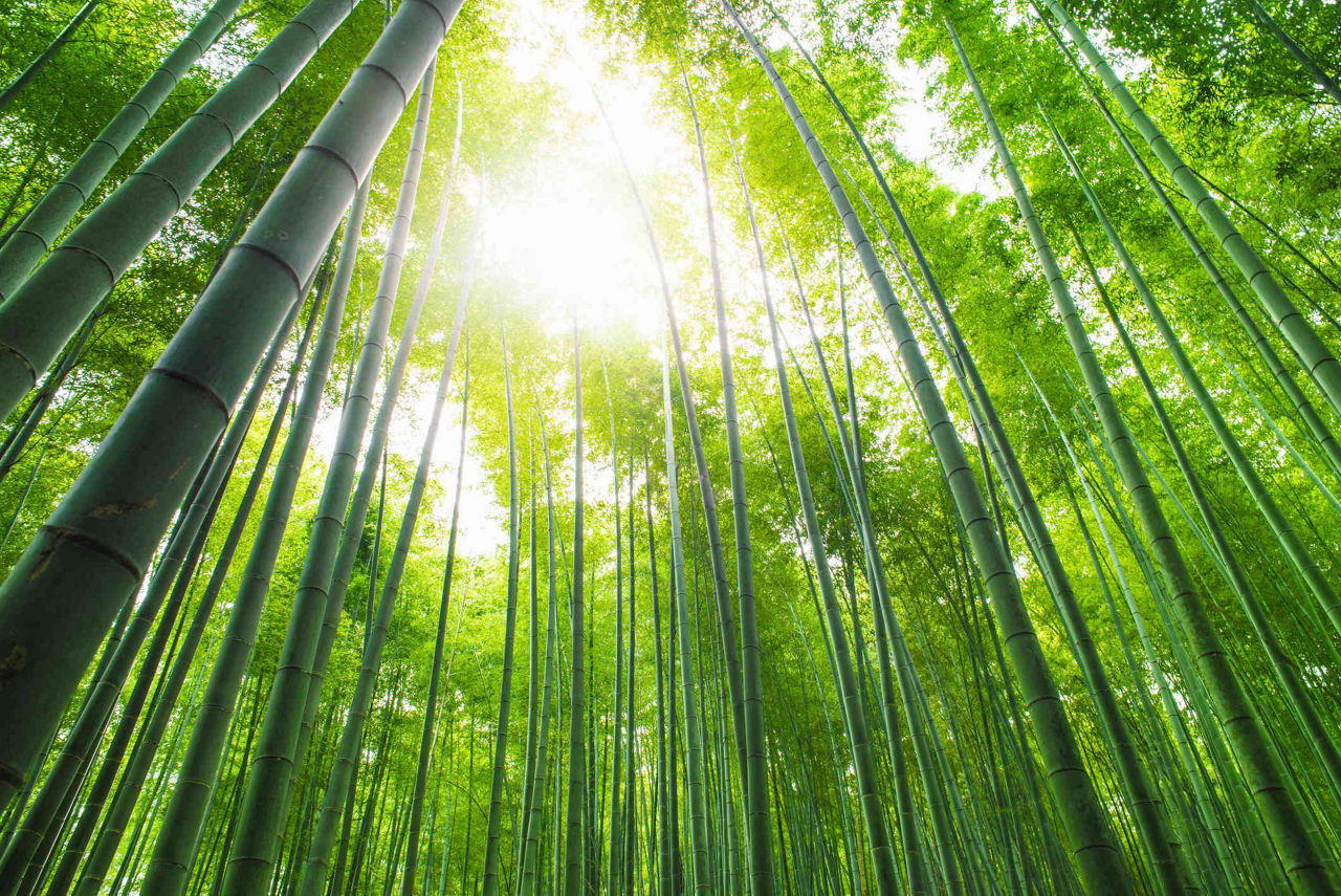 Bamboo grove, bamboo forest at Arashiyama, Kyoto, Japan
