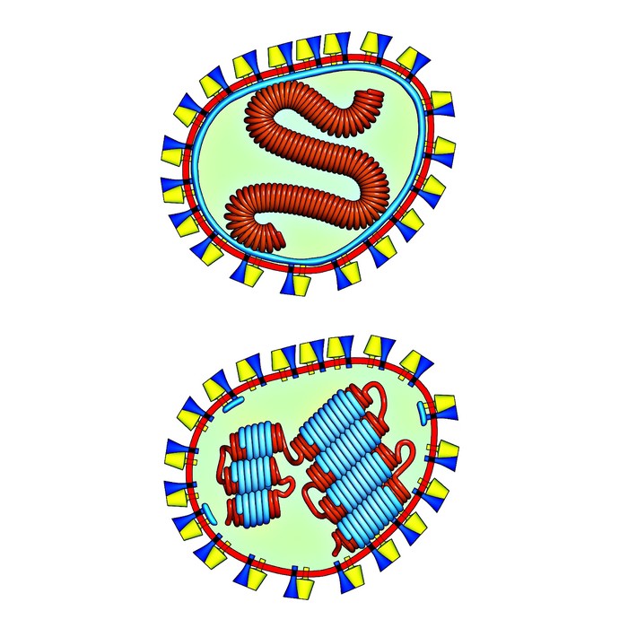 Measles Virus Arcticzymes
