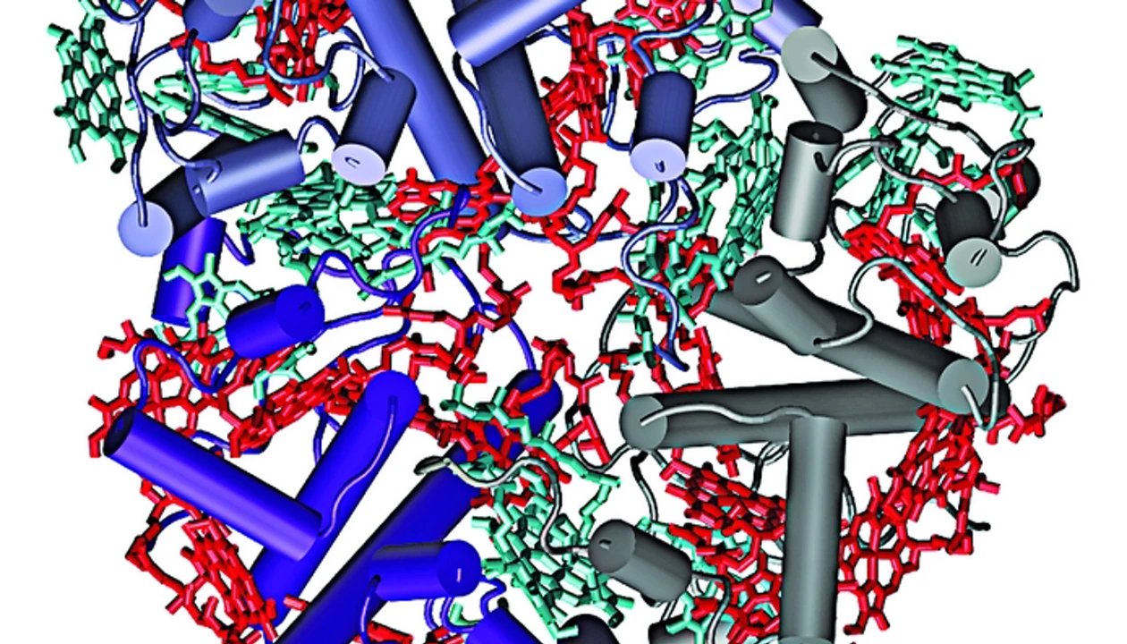 The Quantum Side of Photosynthesis