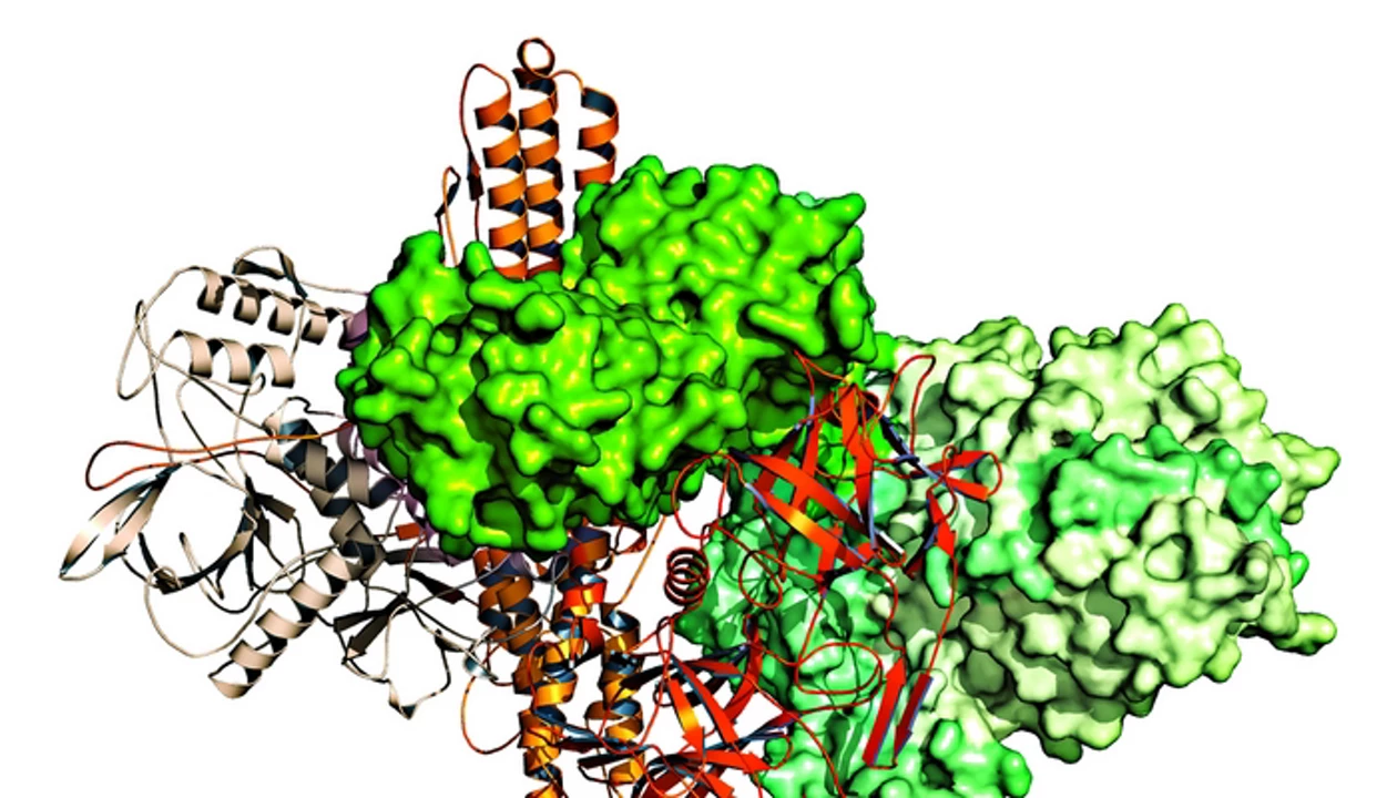How A Toxin Avoids Digestion
