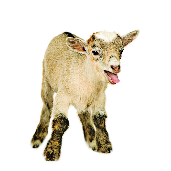 Goat-Dialects-Tarsier-Talk-Chameleon