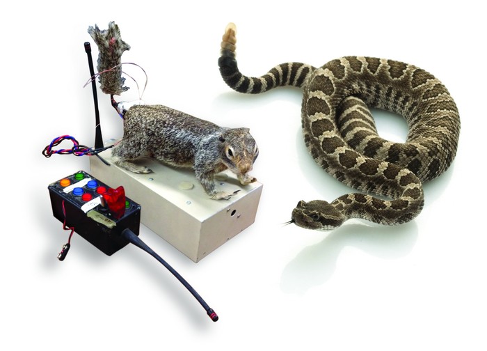 Robosquirrel-Versus-Rattlesnake-Inefficient-Balloon