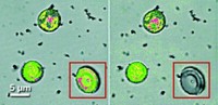 Serving the chemical, life science, and laboratory worlds