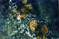 Serving the chemical, life science, and laboratory worlds
