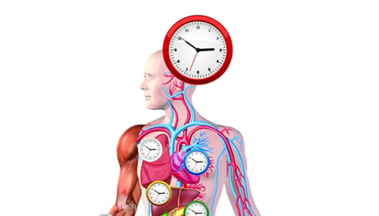 Picking Apart Our Circadian Clock