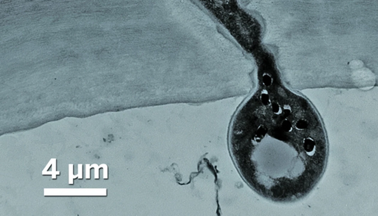 Rice Pathogen’s Trick Revealed
