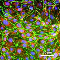 Serving the chemical, life science, and laboratory worlds