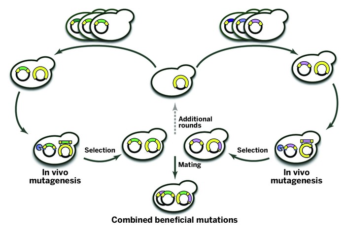 Advance-Directed-Evolution