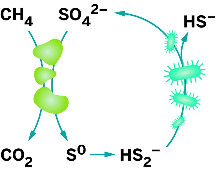 MethaneMunchingMicrobesReduceSulfur