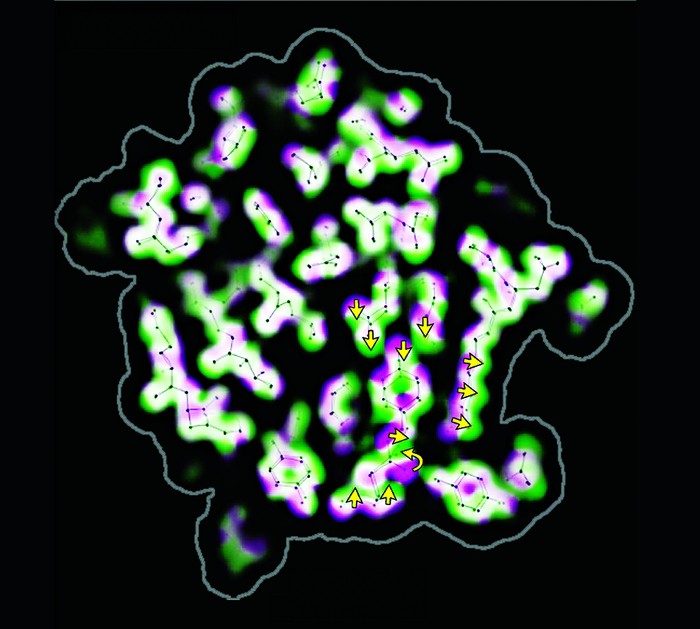 Activation-Signaling-Protein-Visualized