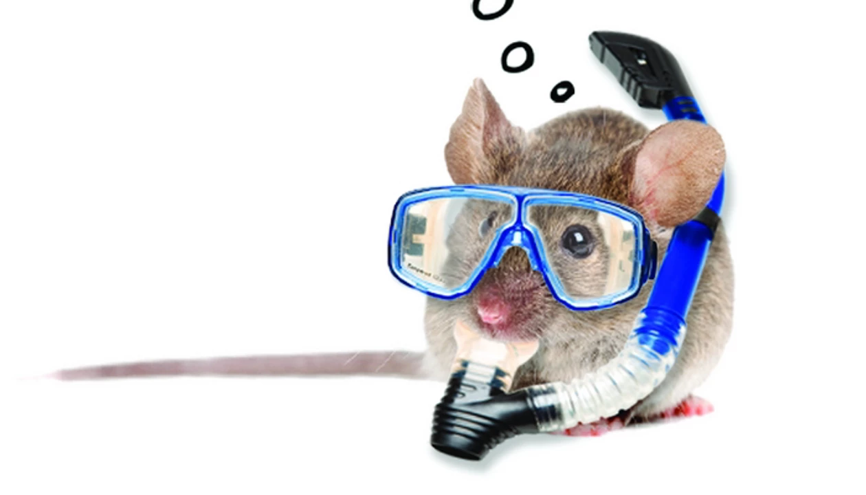 Mouse In A Can Revisited, Deep-Sea Carnivorous Harp