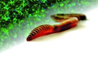 Serving the chemical, life science, and laboratory worlds