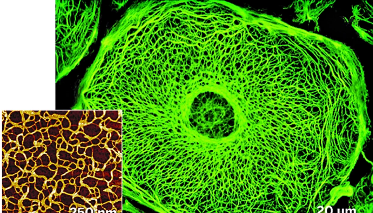 Tough New Gel Mimics Part Of A Cell