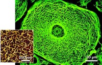 Serving the chemical, life science, and laboratory worlds