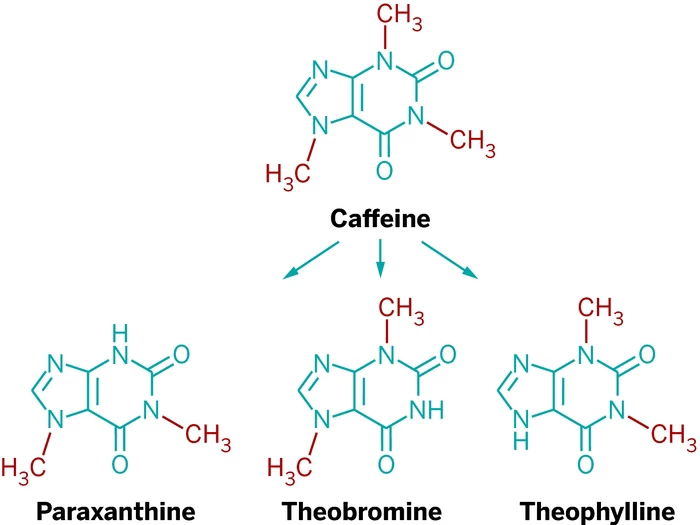 Structures of caffeine and its primary metabolites, paraxanthine, theobromine, and theophylline.