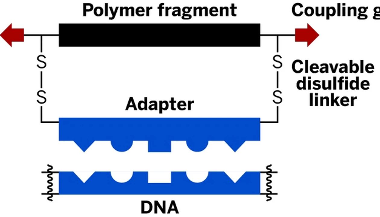 Chemists Build Synthetic Polymers From A DNA Blueprint
