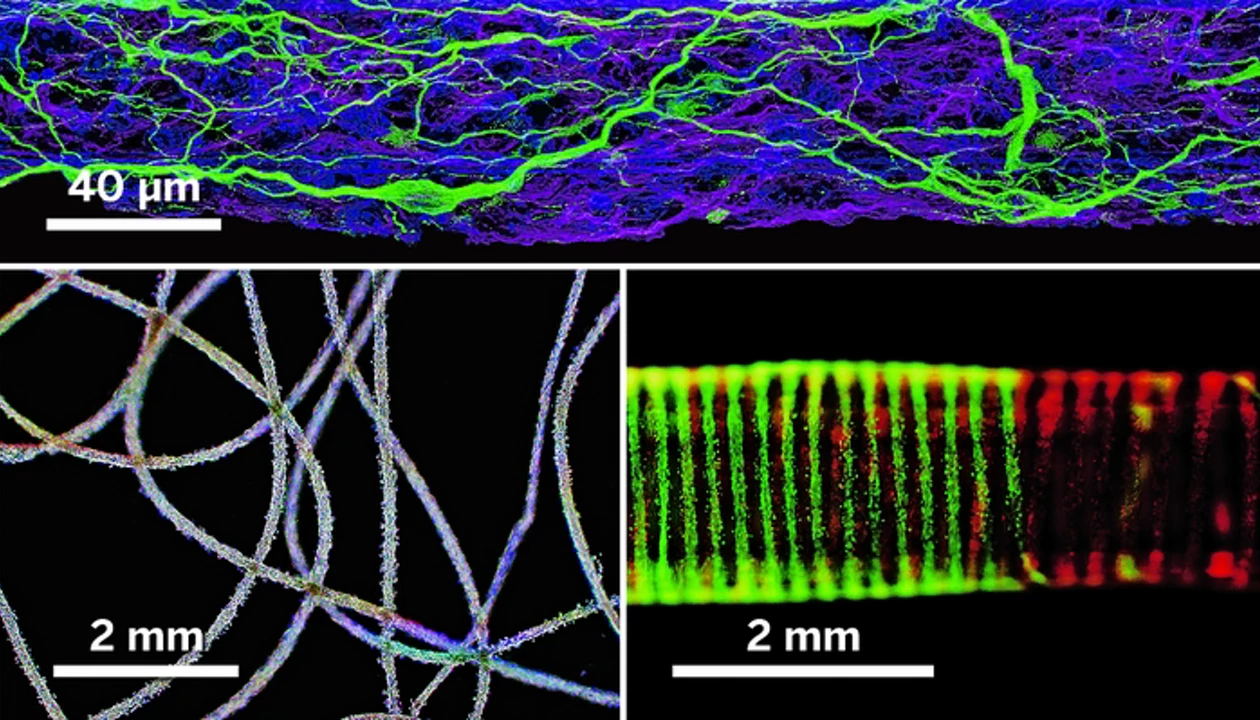 Engineered Tissue On A String