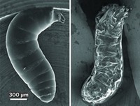 Serving the chemical, life science, and laboratory worlds