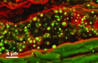 Serving the chemical, life science, and laboratory worlds