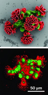 Serving the chemical, life science, and laboratory worlds