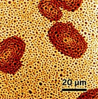 Serving the chemical, life science, and laboratory worlds