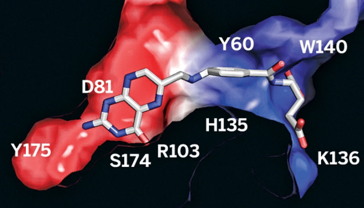Structure Of Folic Acid Bound To Folate Receptor Is Solved
