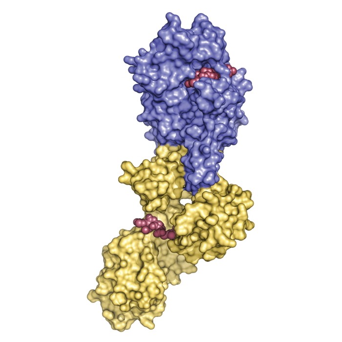 Allosteric-Control-Enables-Methicillin-Resistance