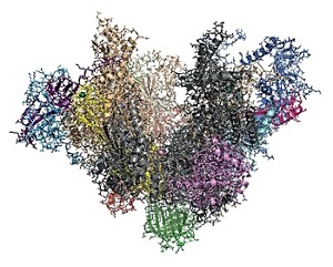 rna polymerase structure