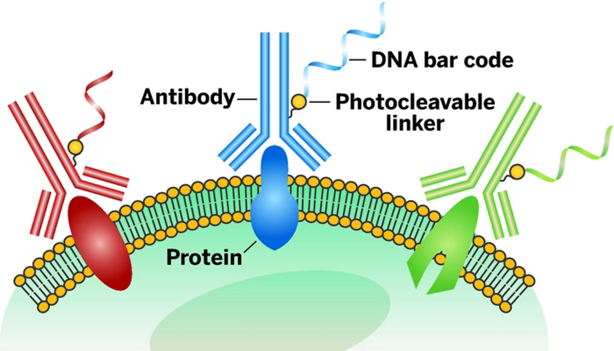 Spotting Many Different Proteins On Single Cells