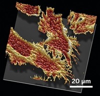 Serving the chemical, life science, and laboratory worlds