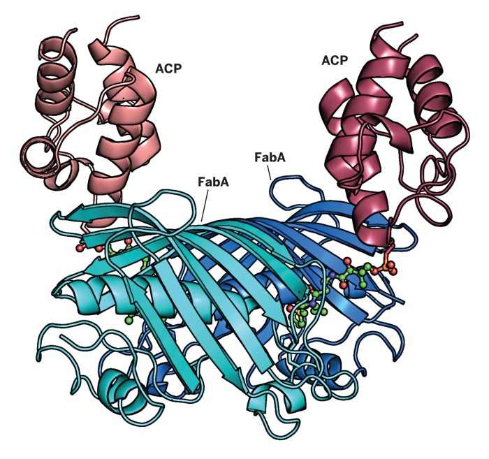 acyl-carrier-proteins-work