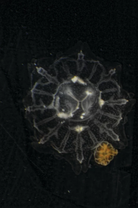Two moon jellyfish, otherwise known as Aurelia aurita, float in water. The one on the lower right has just fed on peanut butter and is therefore tinted brown.