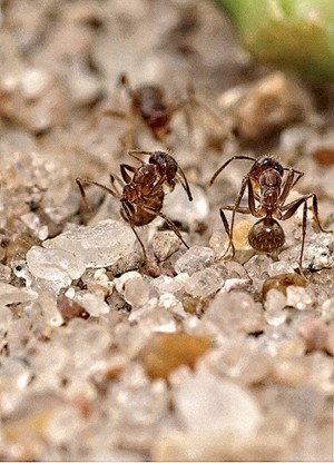 Crazy Ants Dominate Fire Ants by Neutralizing Their Venom