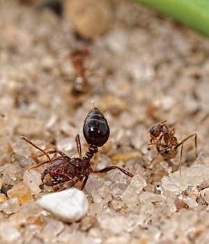 Ants-Acid-Antidote