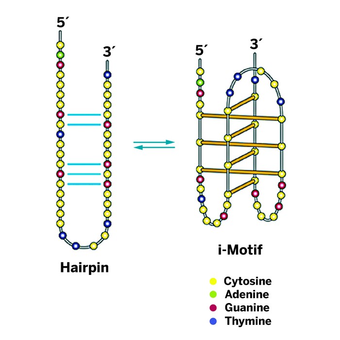 Hairpin structure shop dna