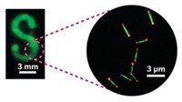 Serving the chemical, life science, and laboratory worlds