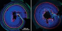 Serving the chemical, life science, and laboratory worlds