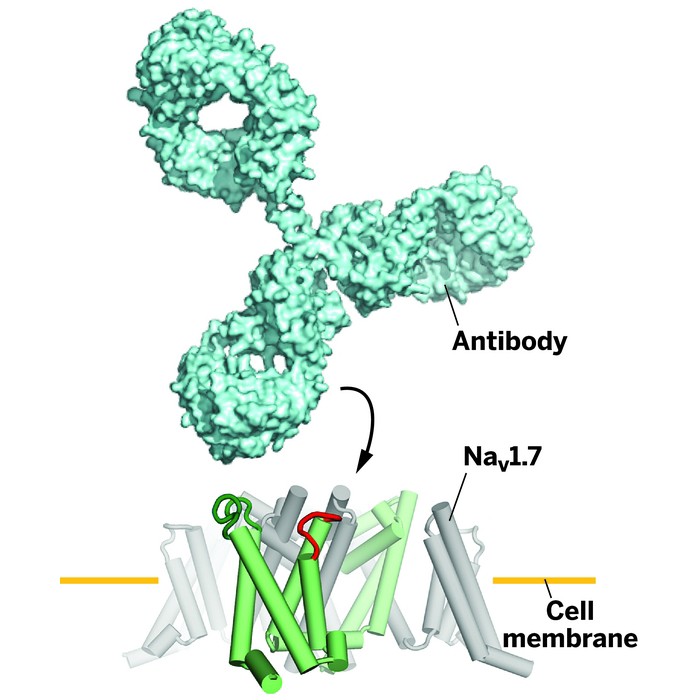AntibodyStiflesPainItch
