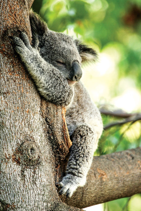 koala bears hugging